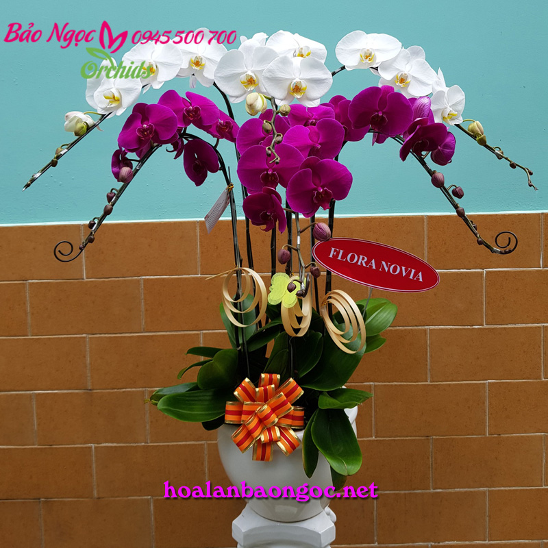 Chậu lan hồ điệp trắng tím trang trí văn phòng