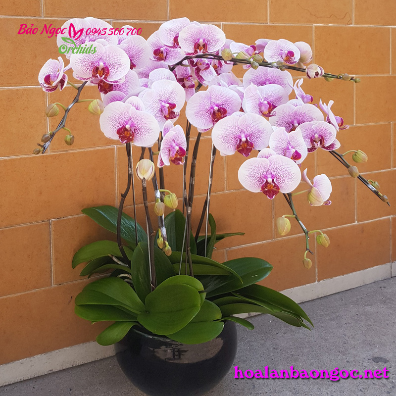 Hoa lan hồ điệp trang trí văn phòng HDH-0604