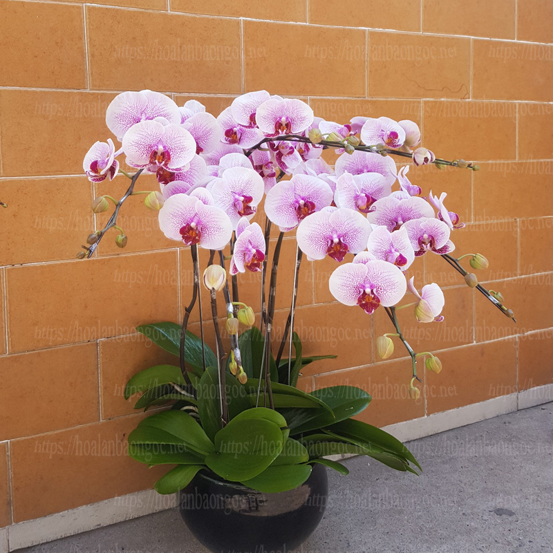 Chậu hoa lan hồ điệp trắng chấm tím