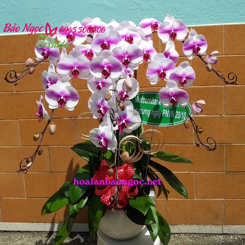 Chậu hoa phong lan hồng tặng khách hàng nữ của Vietcombank