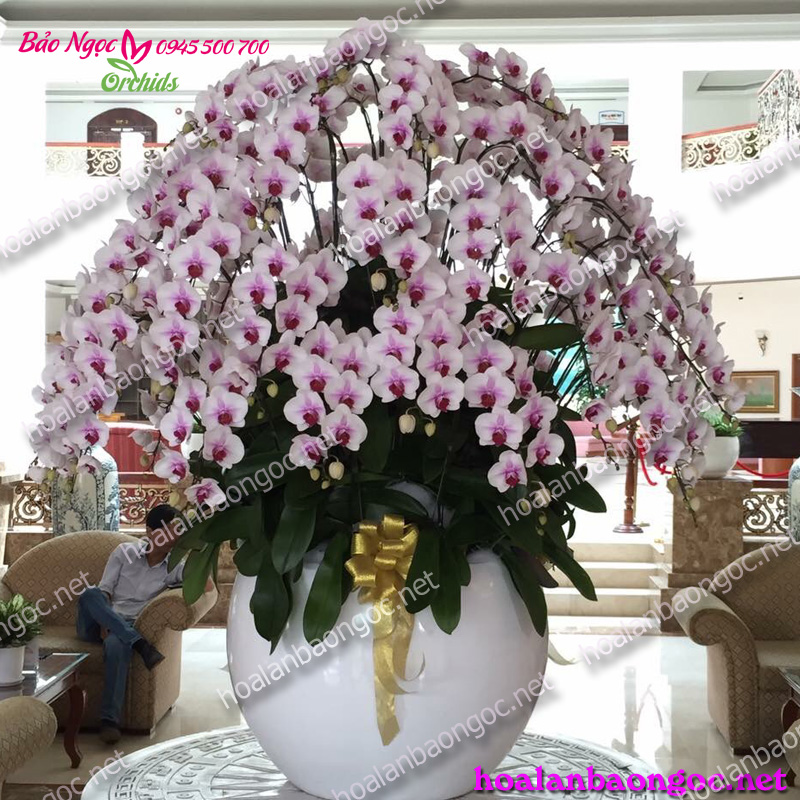 Hoa phong lan trắng nhụy đỏ - hoa lan hồ điệp trắng má hồng