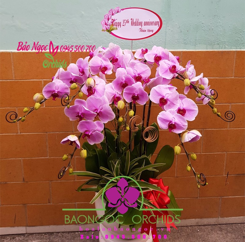 Chậu hoa phong lan hồng chúc mừng kỷ niệm ngày cưới!