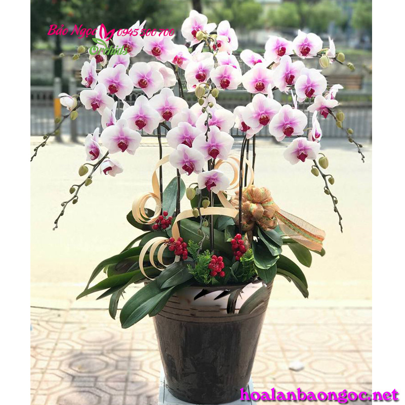 Chậu lan hồ điệp trắng nhụy đỏ - lan hồ điệp trắng má hồng