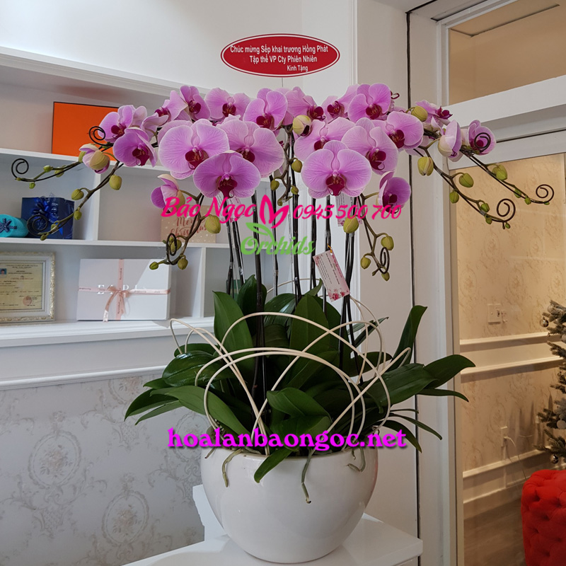 Chậu lan hồ điệp chúc mừng Khai Trương ở quận 7 Hồ Chí Minh