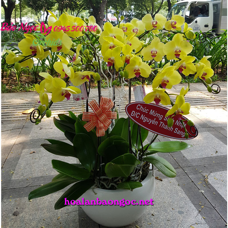 Chậu lan hồ điệp vàng tặng sinh nhật lãnh đạo
