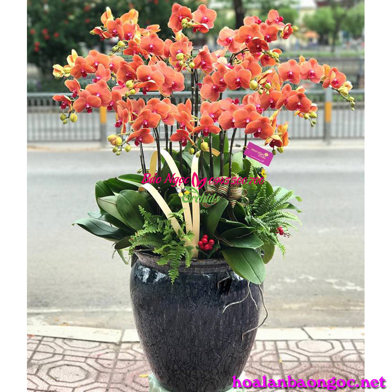 Chậu lan hồ điệp cam mừng Tân Gia