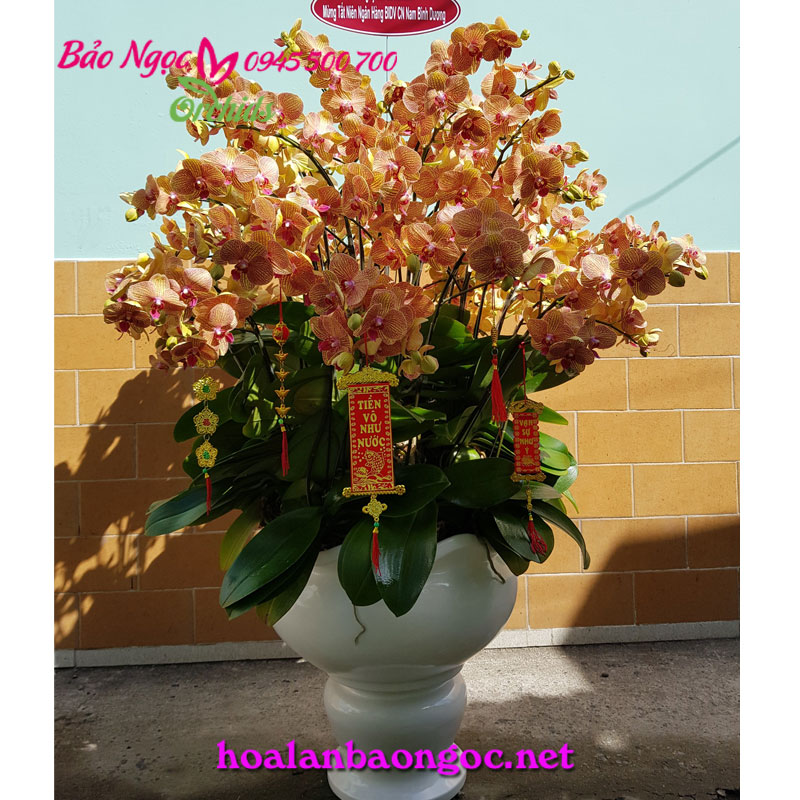 Chậu lan hồ điệp cam chúc mừng năm mới