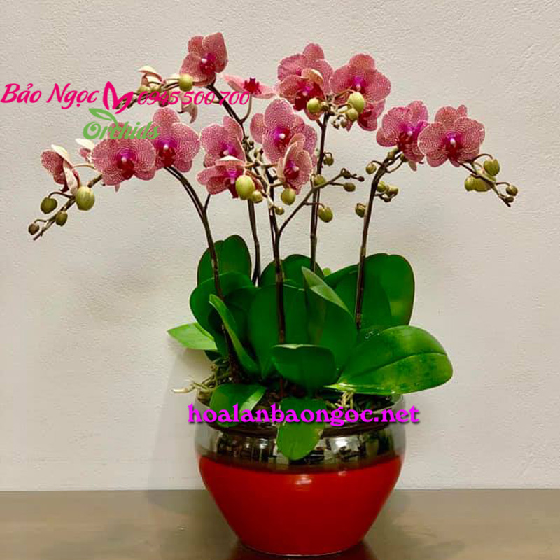Chậu lan hồ điệp cam
