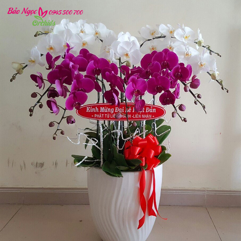 Chậu lan hồ điệp trắng tím