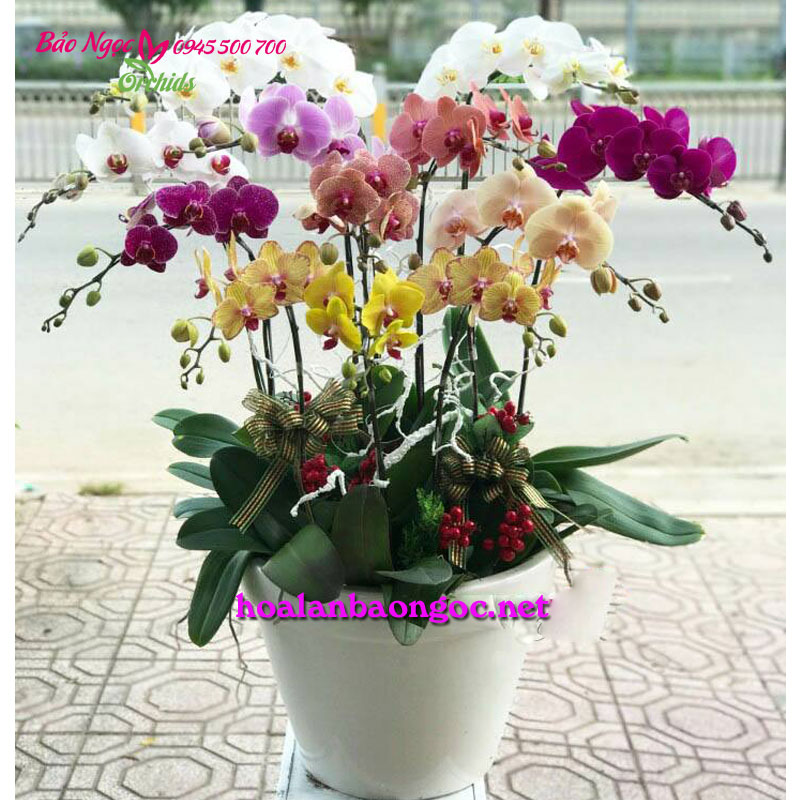 lan hồ điệp đa sắc chúc mừng năm mới ở Thanh Xuân Hà Nội