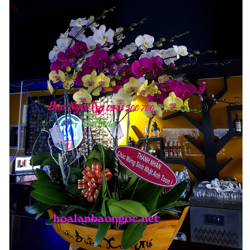 Chậu hoa phong lan ghép thuyền gỗ chúc mừng sinh nhật