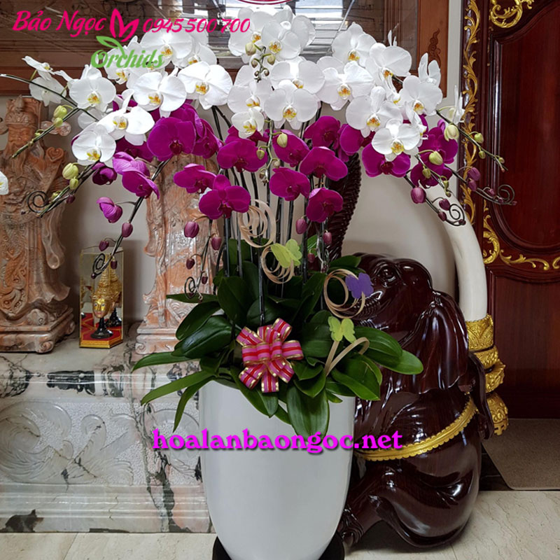 Chậu hoa phong lan mừng Tân Gia