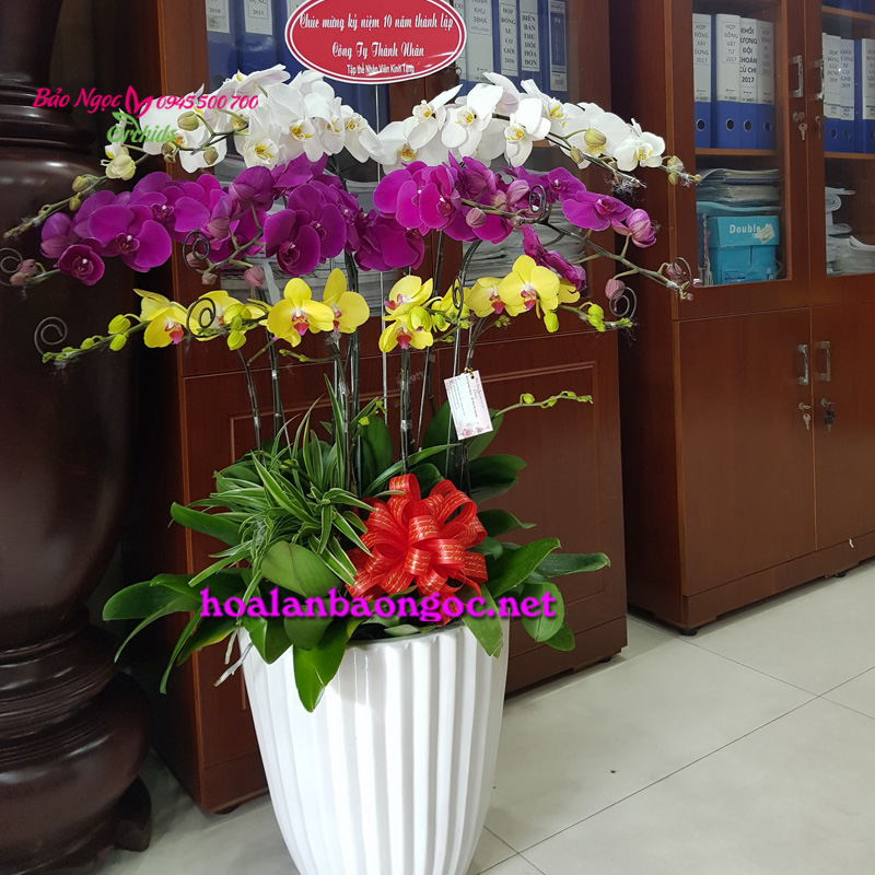 Chậu lan hồ điệp văn phòng ở quận Gò Vấp HCM