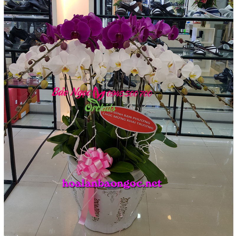 Shop Hoa Lan Hồ Điệp ở Dĩ An Bình Dương