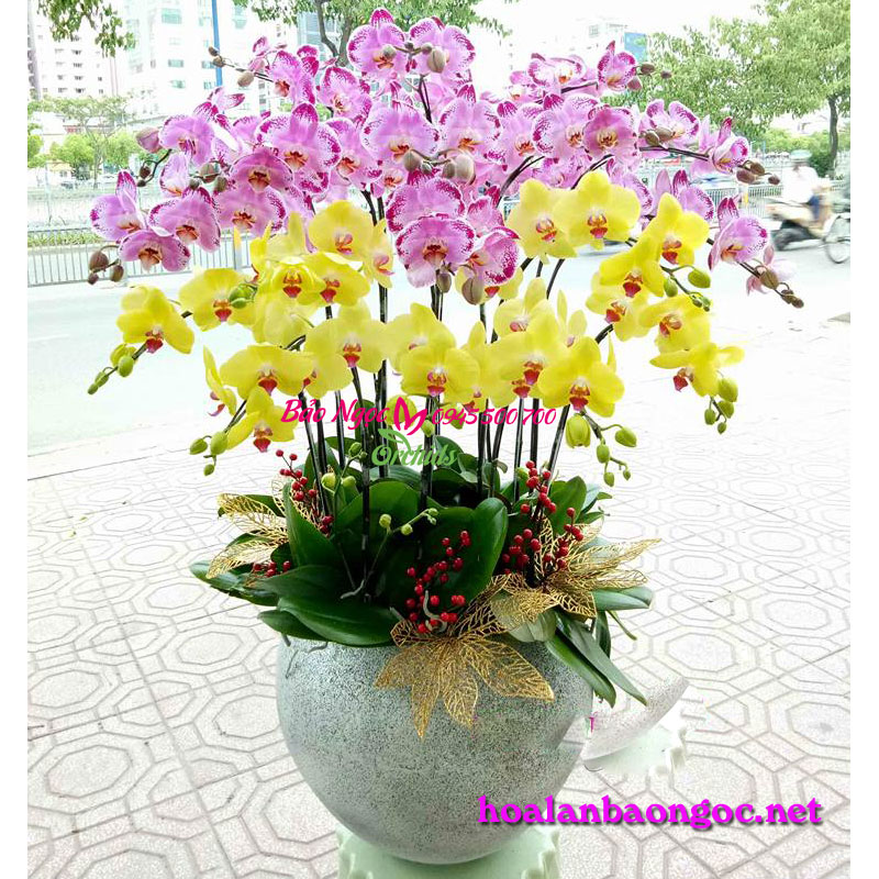 Chậu hoa phong lan chúc Tết tại Thanh Xuân Hà Nội