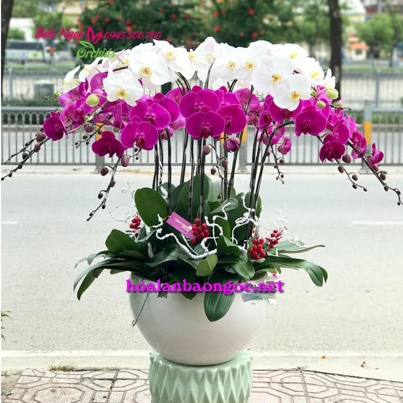 Shop hoa phong lan ở Tân An Long An