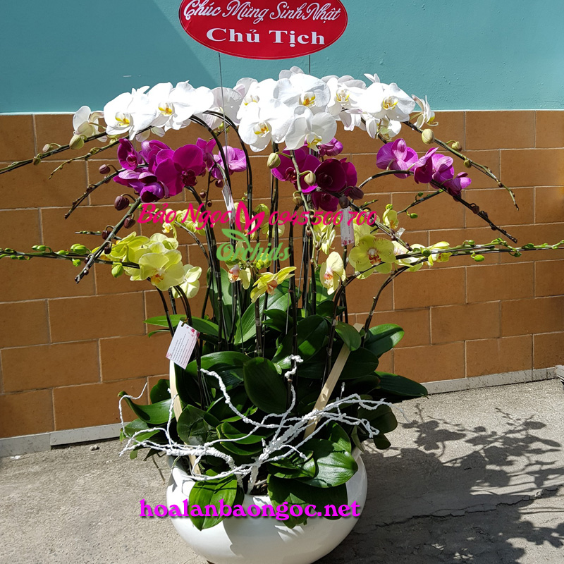 Chậu hoa phong lan mừng sinh nhật Sếp Tổng tại Lê Hồng Phong, Nha Trang, Khánh Hòa