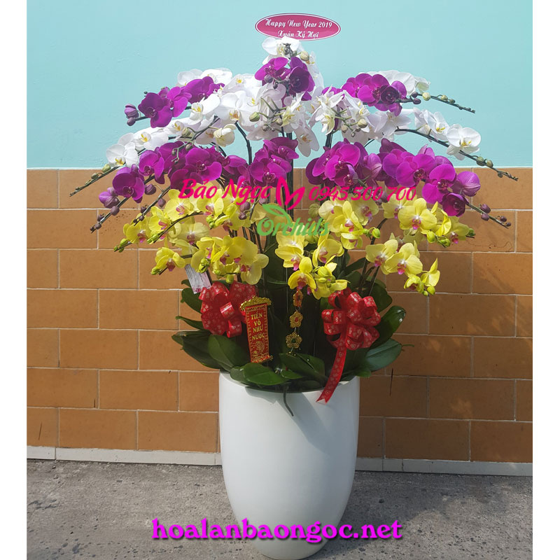 Chậu hoa lan hồ điệp đa sắc mừng xuân