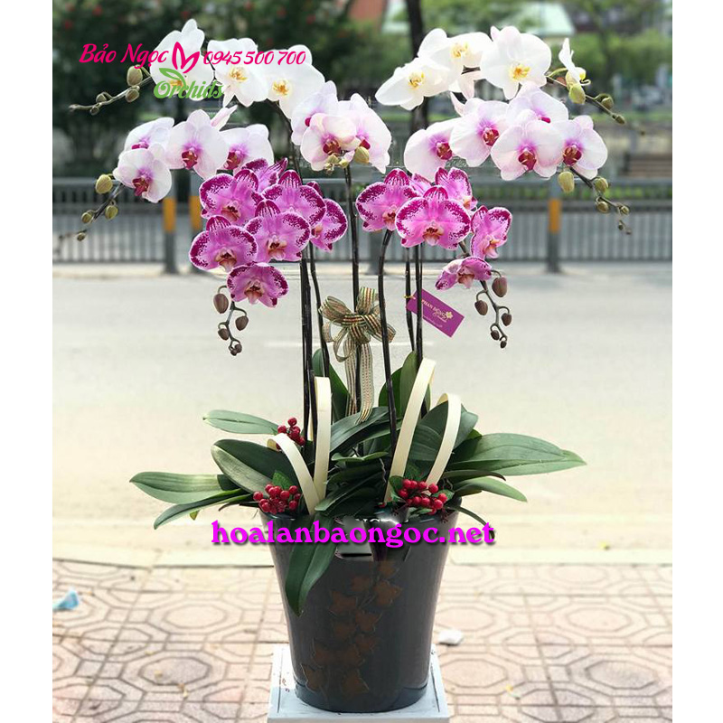 Cửa hàng hoa lan hồ điệp ở quận 11