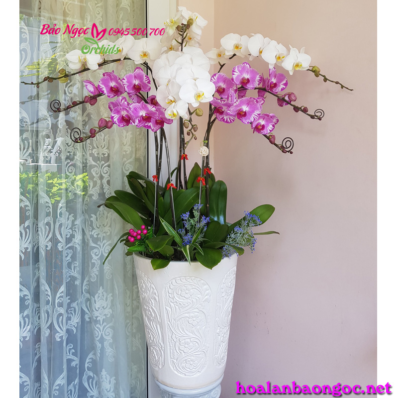 Chậu lan hồ điệp chúc mừng sếp ngày 20.10 ở Q3 HCM