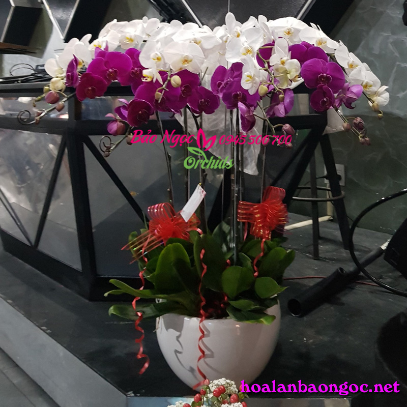 Chậu hoa lan chúc mừng ngày QTPN đến đồng nghiệp tại quận 3 HCM