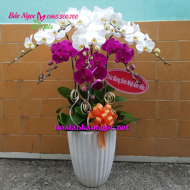 Chậu hoa lan hồ điệp trắng tím tại Hoa Lan Bảo Ngọc