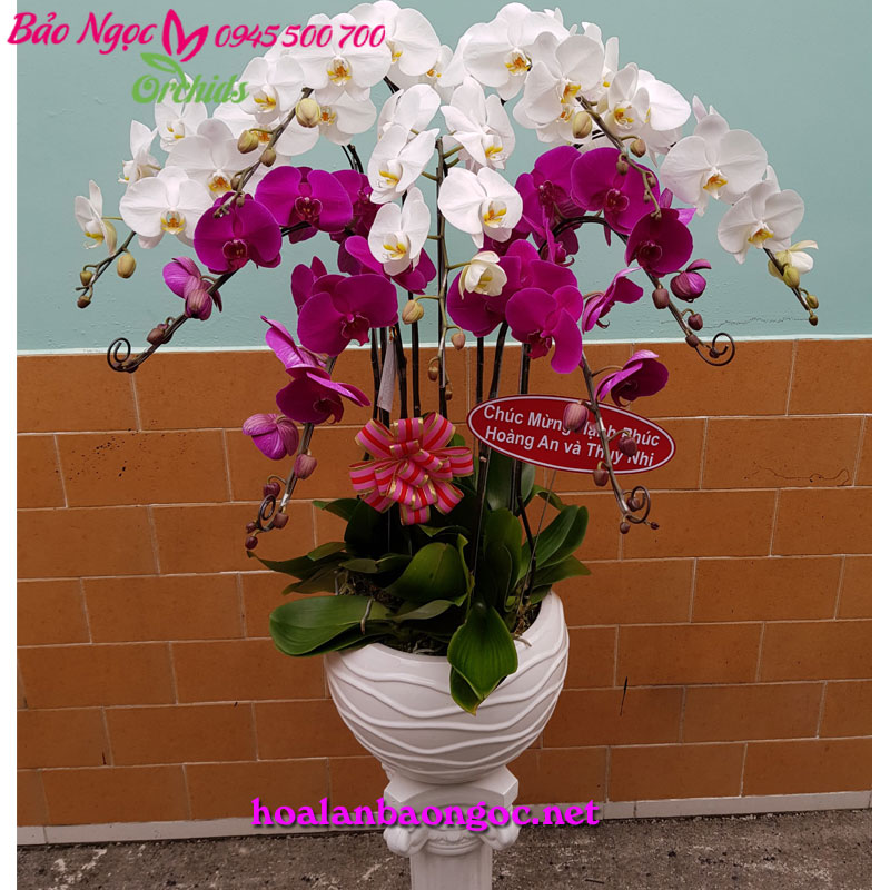 Chậu hoa phong lan chúc mừng ngày cưới