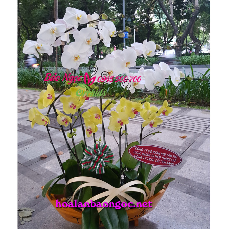Chậu lan phong lan đa sắc ghép 9 cành lan hồ điệp