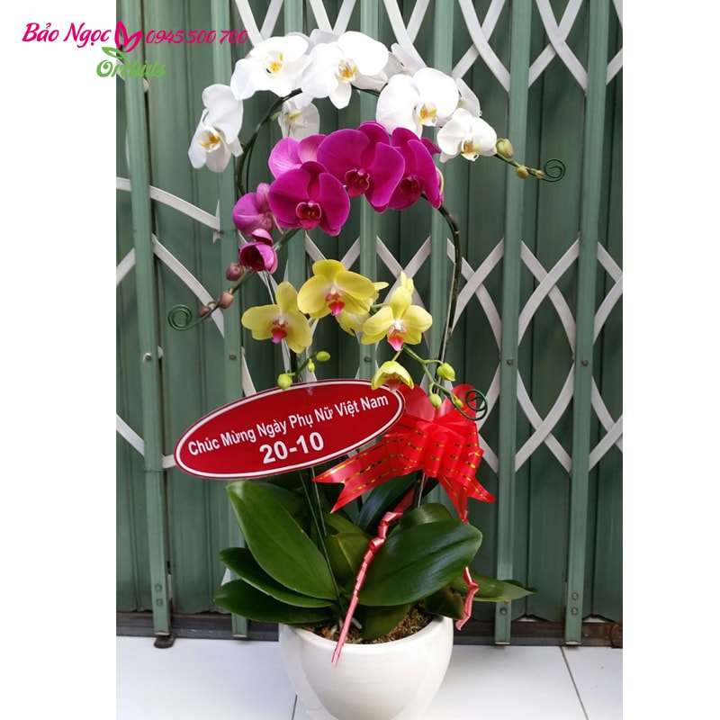 Chậu lan hồ điệp tặng vợ ngày PNVN 20-10