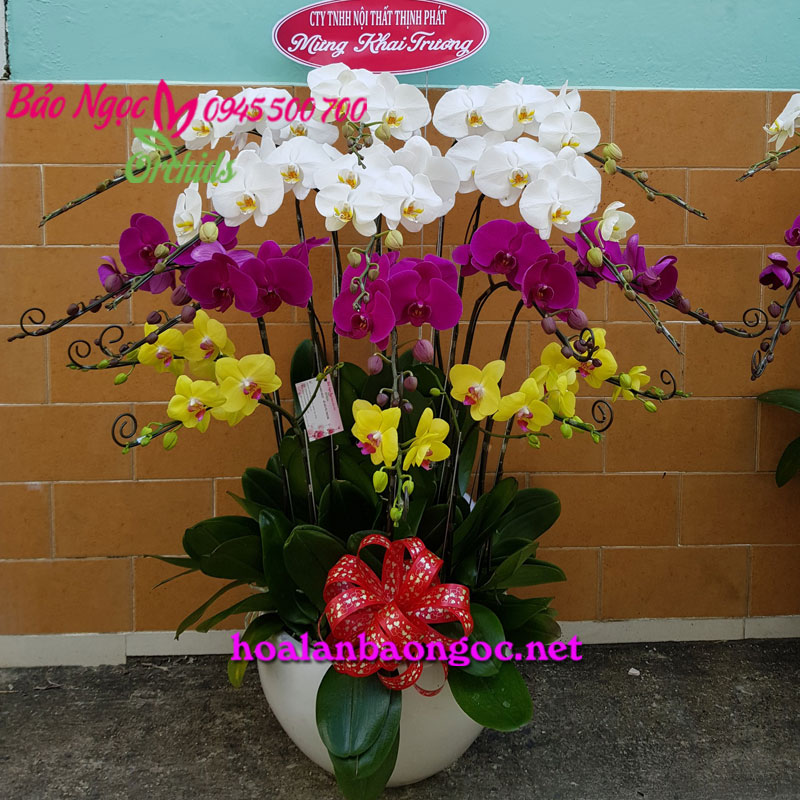 Chậu lan hồ điệp đa sắc chúc mừng khai trương