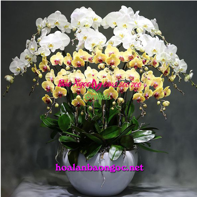 Lan hồ điệp ghép chậu đẳng cấp