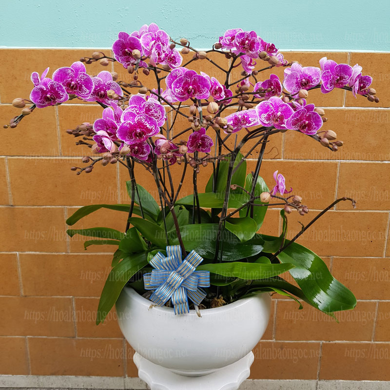 Lan hồ điệp đột biến