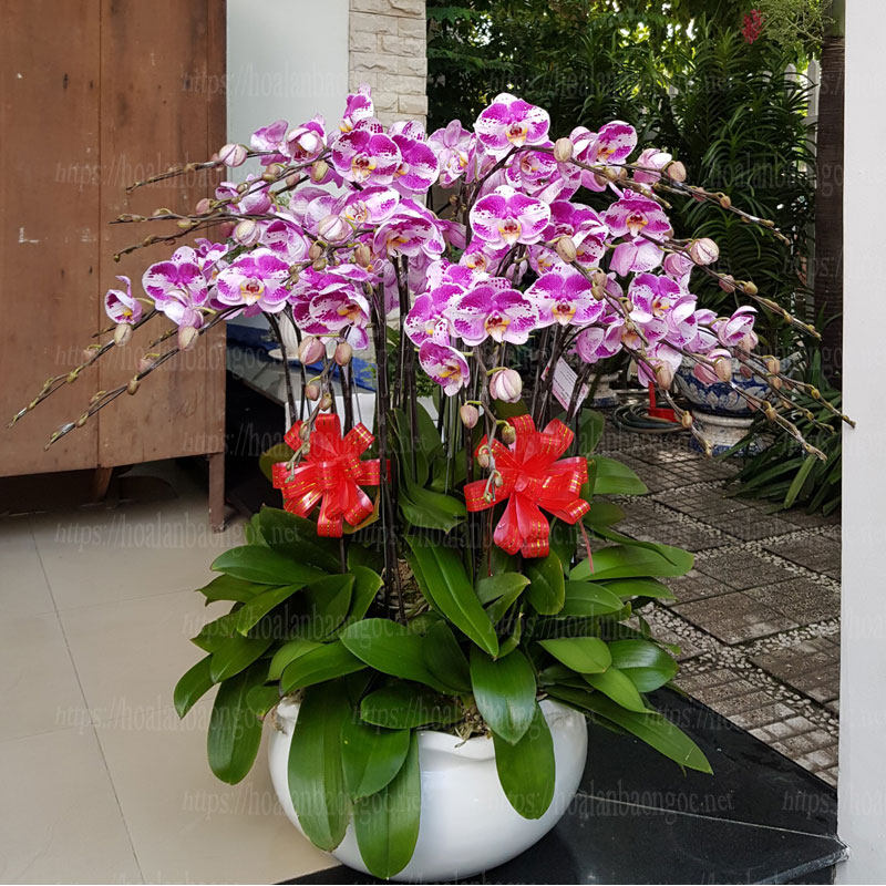 Chậu hoa phong lan hồ điệp đột biến