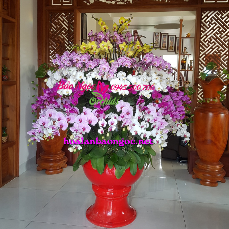 Chậu hoa phong lan khủng trang trí Tết