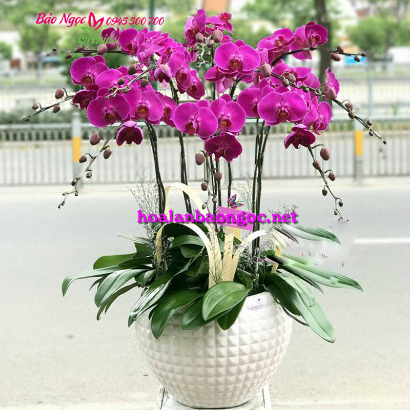 Chậu lan hồ điệp chúc mừng ngày Phụ nữ Việt Nam đến đối tác ở Quận 3 TP.HCM