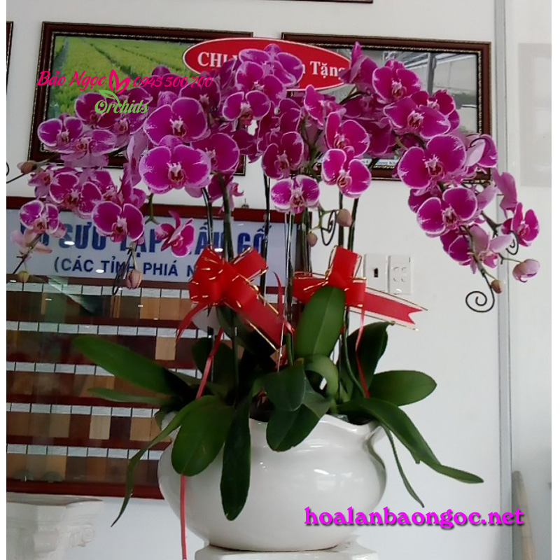 Cửa hàng hoa lan hồ điệp ở quận 9 Hồ Chí Minh