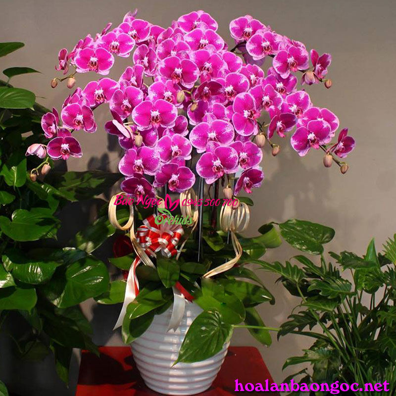 Shop hoa lan hồ điệp ở Nhà Bè