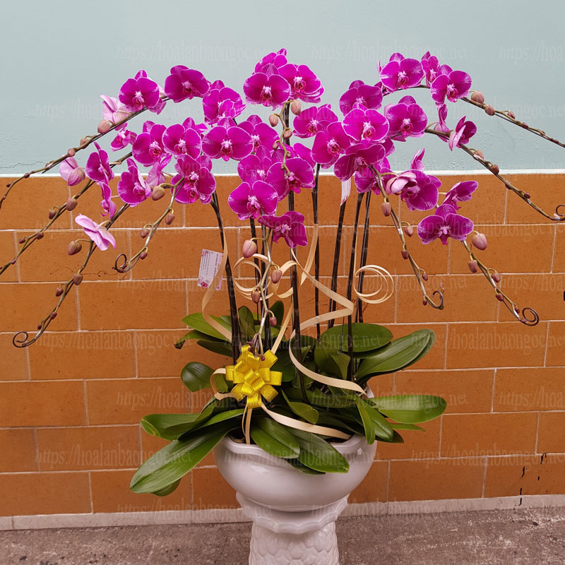 Chậu lan hồ điệp tím 10 cành