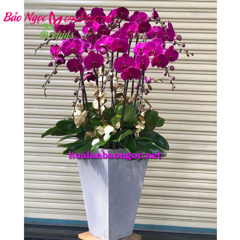 Chậu lan hồ điệp tím ghép chậu