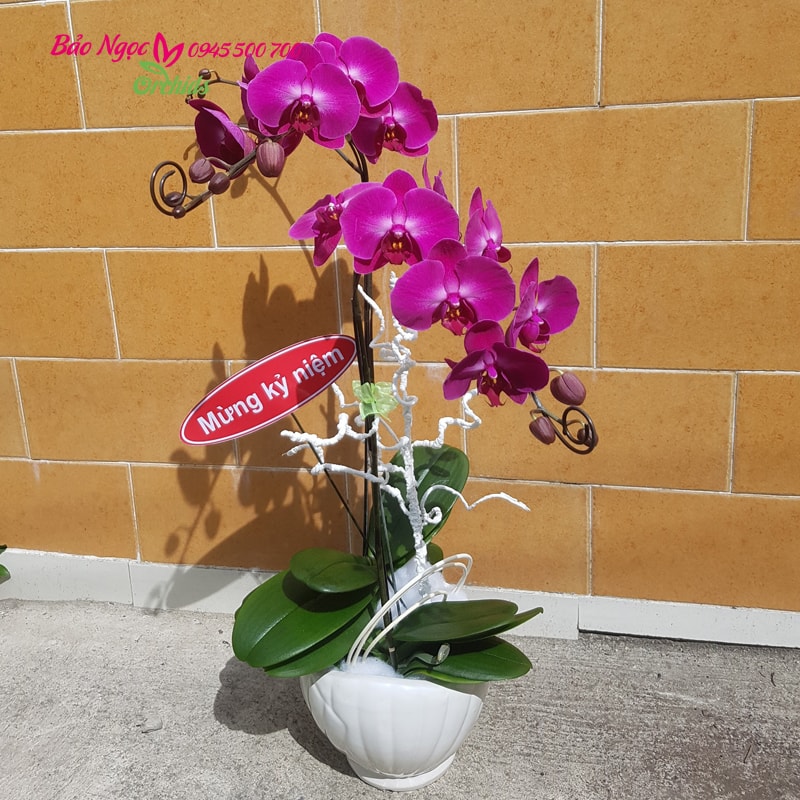 Chậu lan hồ điệp tím mừng ngày cưới