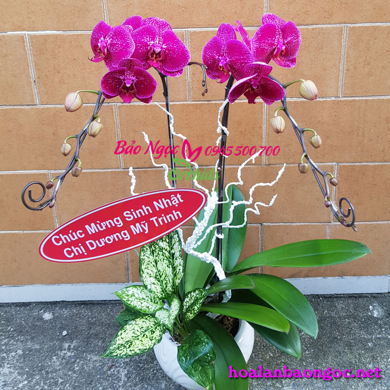Chậu hoa lan hồ điệp sinh nhật