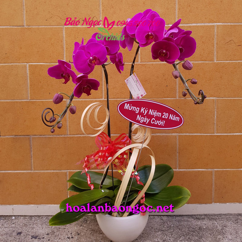 Chậu hoa phong lan trang trí bàn ăn mừng kỉ niệm 20 năm ngày cưới 
