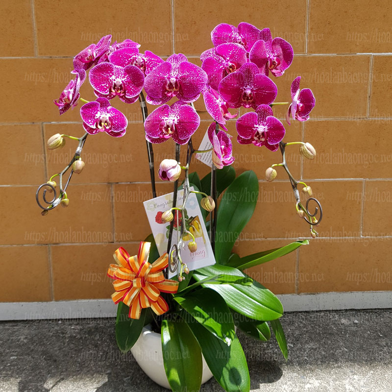 Chậu lan hồ điệp tím đốm