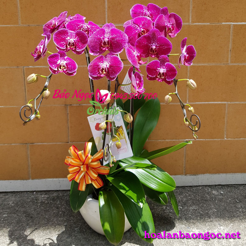 Chậu hoa lan hồ điệp tím tặng bạn gái ngày Phụ Nữ Việt Nam