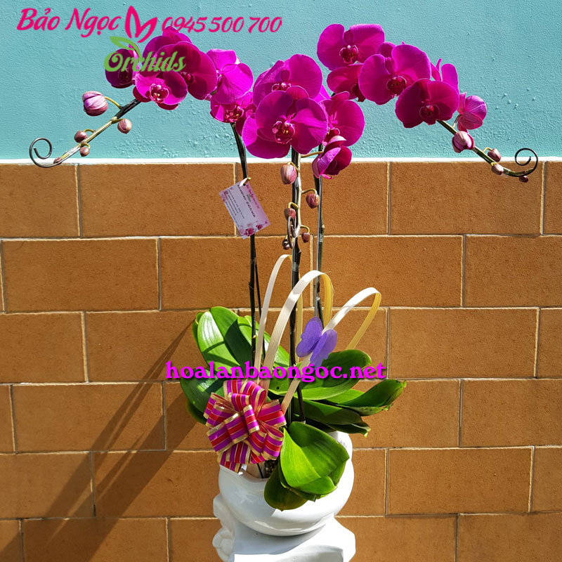 Chậu lan hồ điệp tím để bàn