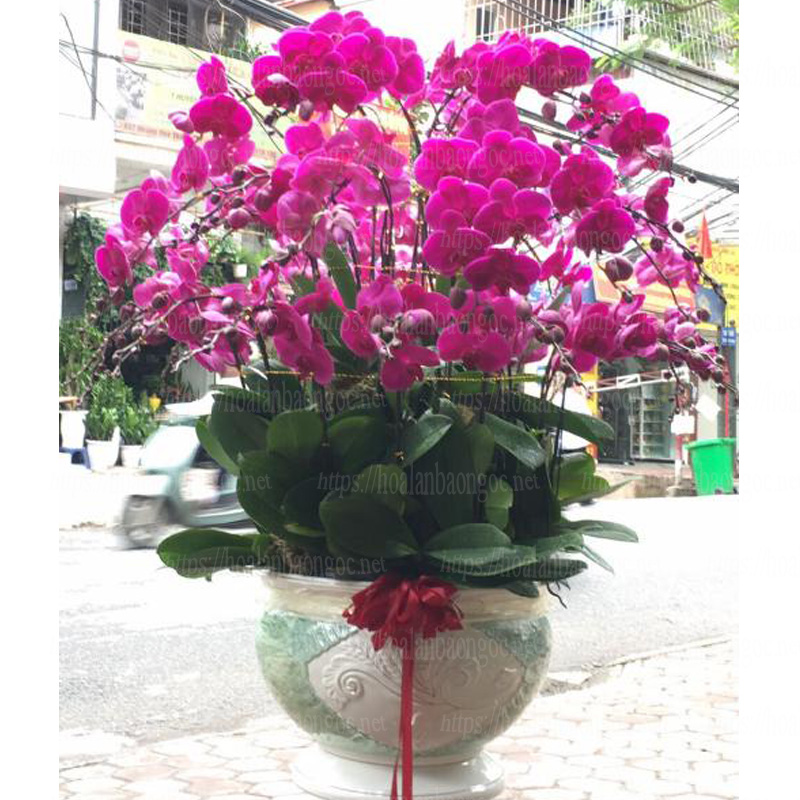 Chậu hoa phong lan hồ điệp tím biếu Tết Sếp