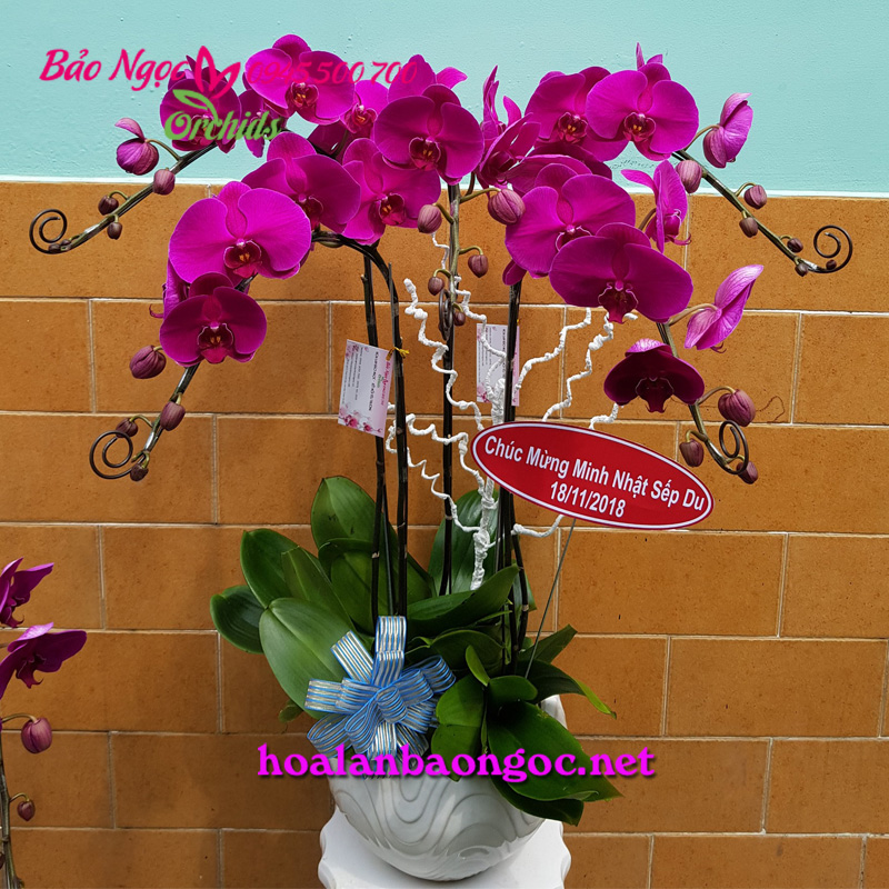 Chậu lan hồ điệp chúc mừng sinh nhật Sếp ở quận 7 HCM