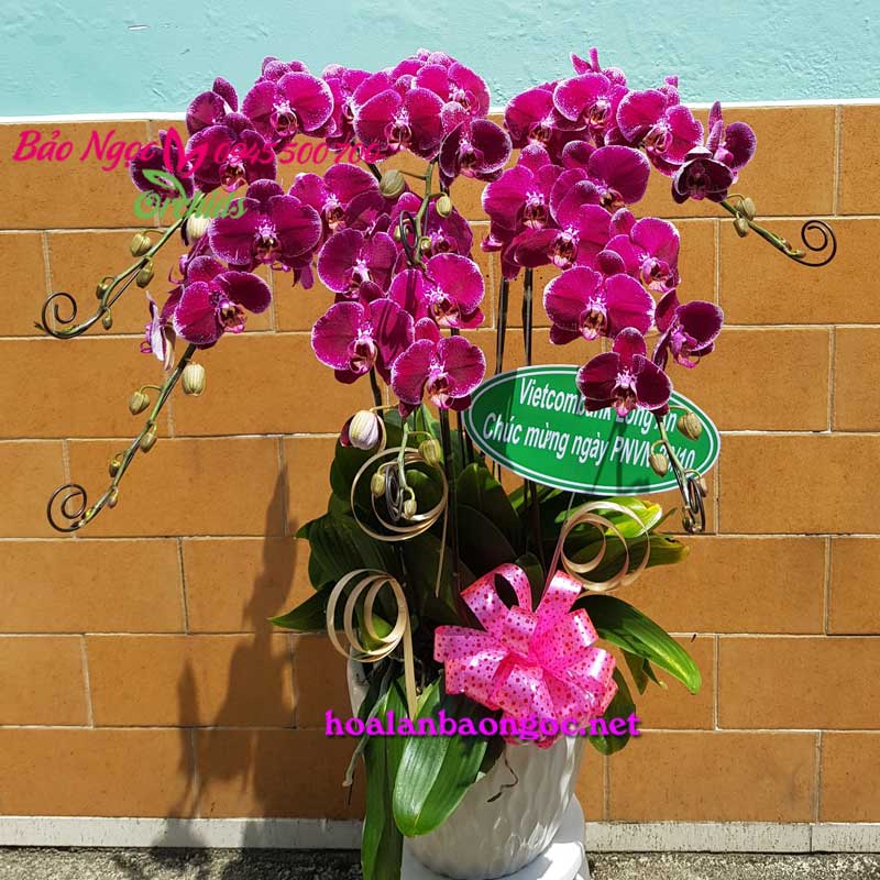 Chậu hoa lan hồ điệp tím đột biến