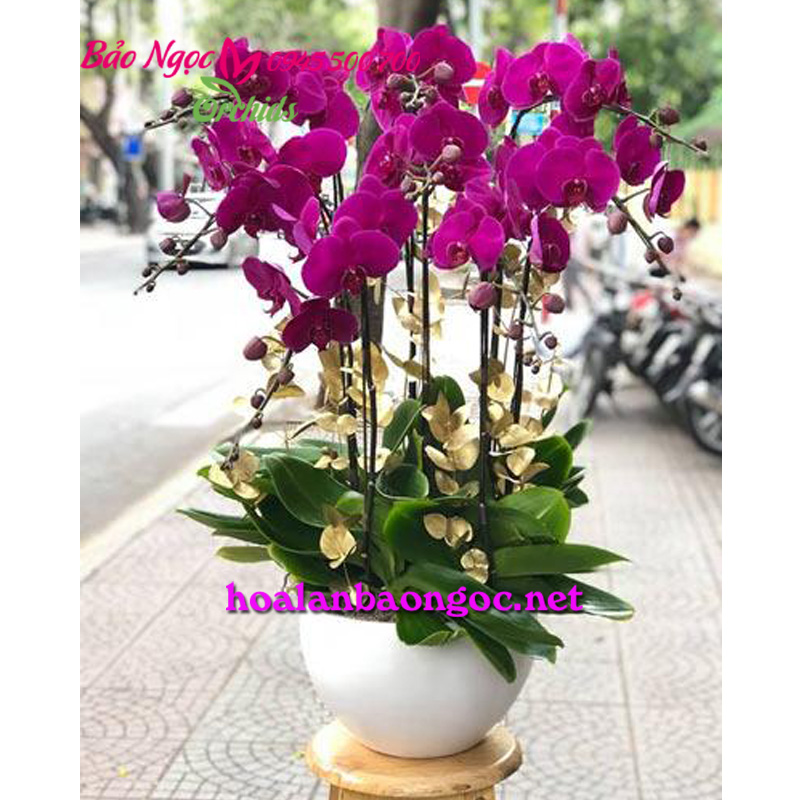 Chậu lan hồ điệp tím chúc mừng sinh nhật khách hàng