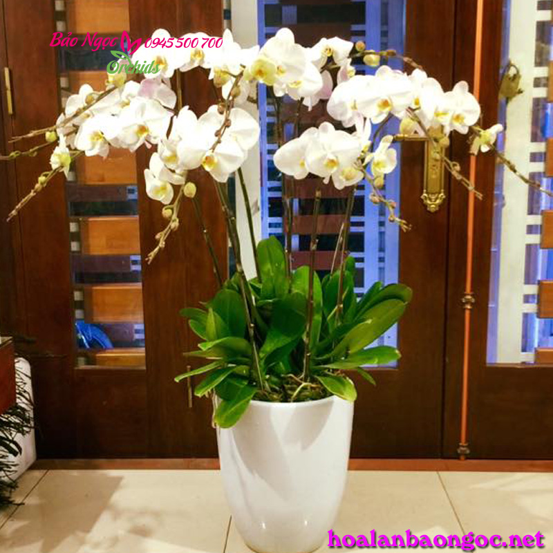 Chậu lan hồ điệp trắng tặng sếp
